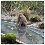 日光：あったかい温泉の源泉付近でお猿ちゃんに会った