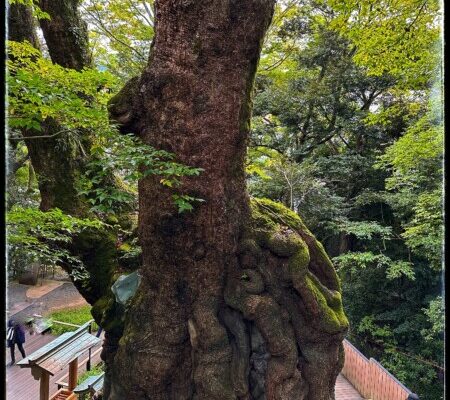 来宮神社の大楠