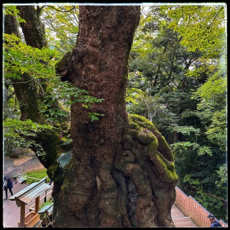 熱海: 天然記念物の大楠を見に来宮神社に行こう
