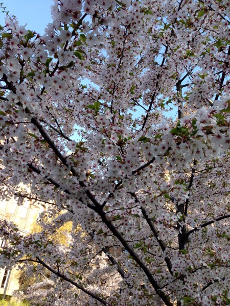 オンタリオ州議事堂に桜の木