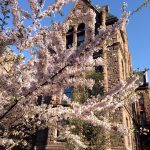 オンタリオ州議事堂に桜の木が！