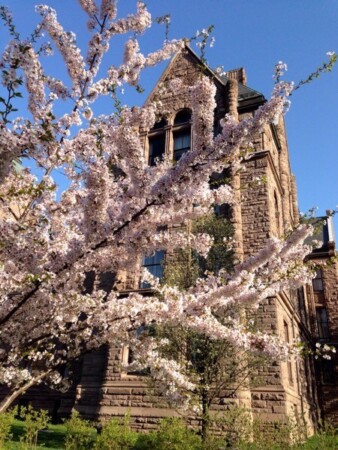 オンタリオ州議事堂に桜の木が！