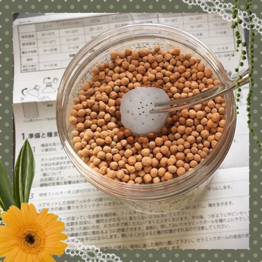 スペアミント栽培