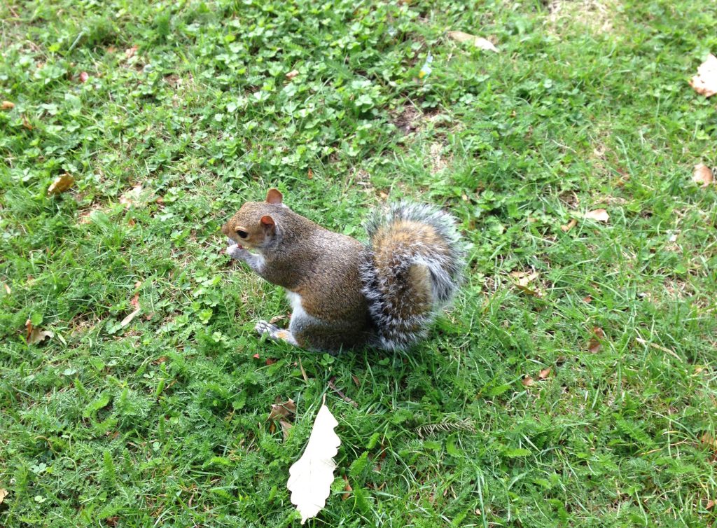 ハイドパークのリス