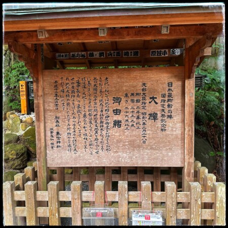 来宮神社の大楠