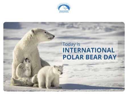 International Polar Bear day