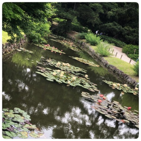 栗林公園の蓮池
