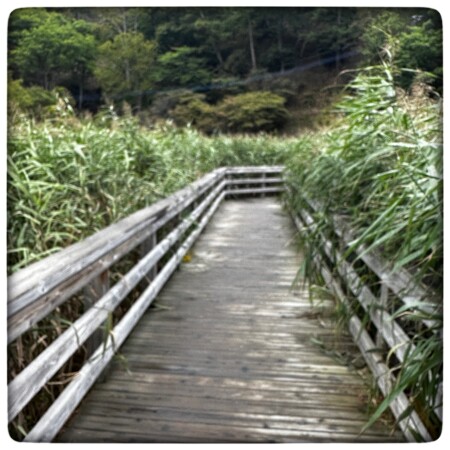 奥日光湯元温泉源泉の湿原