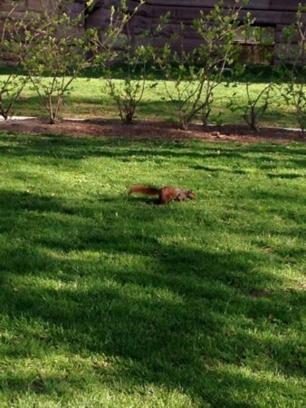 オンタリオ州議事堂にリス